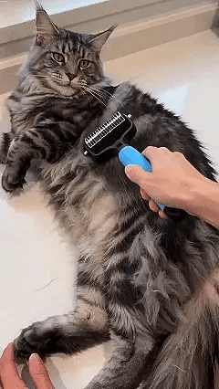 Elimina el pelo muerto rápido y fácil